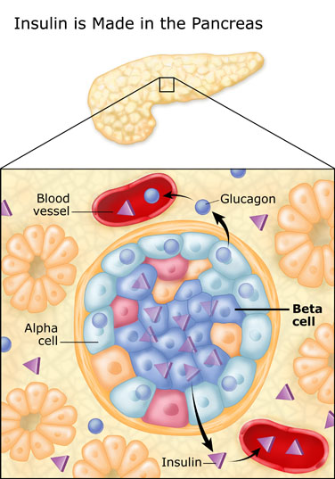 Islet Transplant for Type 1 Diabetes | General Surgery